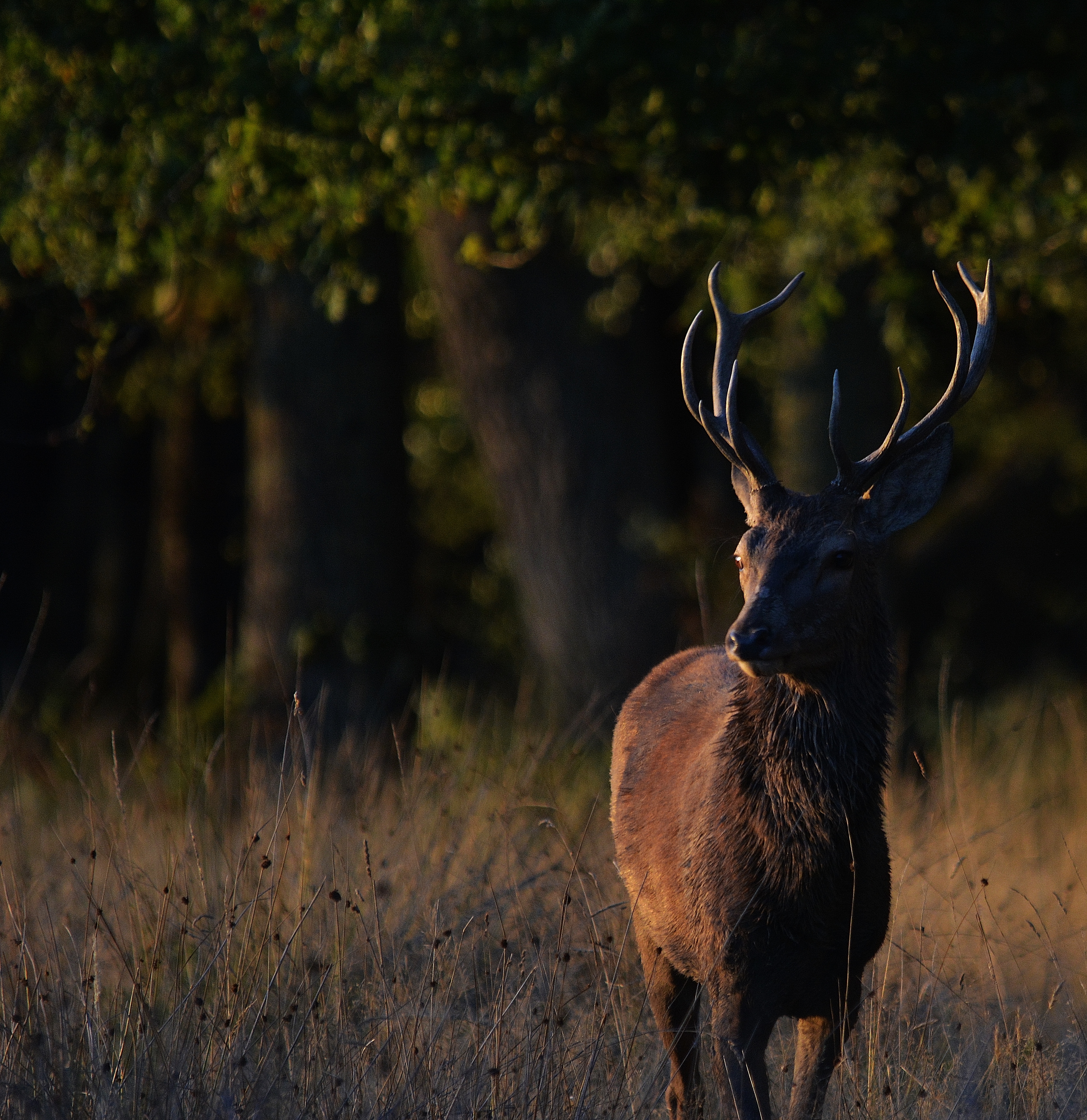 Cerf_J-Massicard_Sologne_Loir-et-Cher